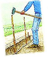 Plante os espargos - (plante) Instalar estacas