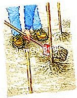 Plante os espargos - (anos) Dois anos depois