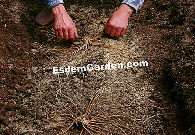 Plante os espargos - (anos) EsdemGarden