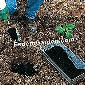 Ültesse a padlizsánt - hogy Készítse elő a talajt