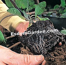 Ültesse a padlizsánt - padlizsán F. Marre - esdemgarden.com- A Pinard-fa