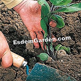 Ültesse a padlizsánt - padlizsán F. Marre - esdemgarden.com- A Pinard-fa