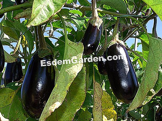Ültesse a padlizsánt - ültesse F. Marre - esdemgarden.com- Taugourdeau