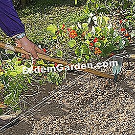 Piantare lattuga e cicoria in tre fasi - (terreno) F. Marre - EsdemGarden - The Pinard Wood (18)