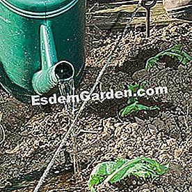 Piantare lattuga e cicoria in tre fasi - (sole) F. Marre - EsdemGarden - The Pinard Wood (18)
