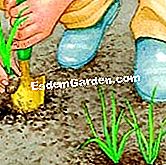 ์๋ฌผ nutgrass - nutgrass ์์ ์ฃผ๋จธ๋์ ์๋ฌผ ์ก๋๊ตฌ