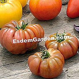 Menanam sayur-sayuran matahari di taman dapur - (yang) L. Hego - EsdemGarden - Styl.: D. Theis