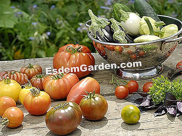Menanam sayur-sayuran matahari di taman dapur - (matahari) L. Hego - EsdemGarden - Styl.: D. Theis