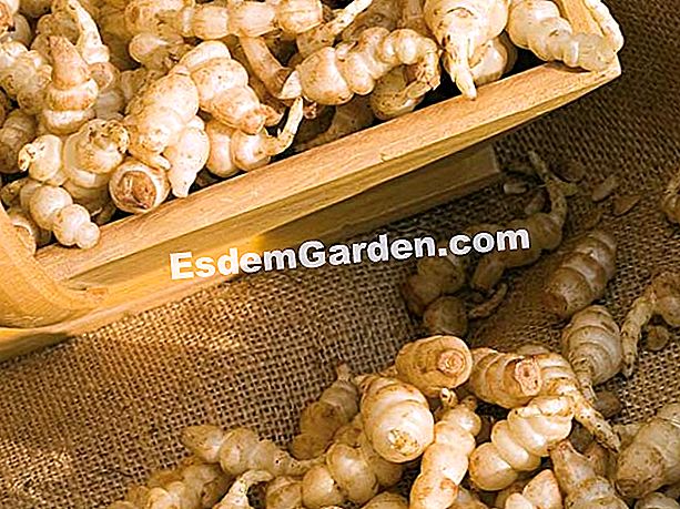 Untuk merobek dan membersihkan crosnes - (dengan) Untuk merobek dan membersihkan crosnes