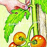 Untuk membersihkan tomato itu - (tomato) Nikmatilah sinar matahari buah-buahan