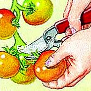 Untuk membersihkan tomato itu - (anda) Pilih tomato