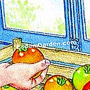 Untuk membersihkan tomato itu - (tomato) Ripen tomato