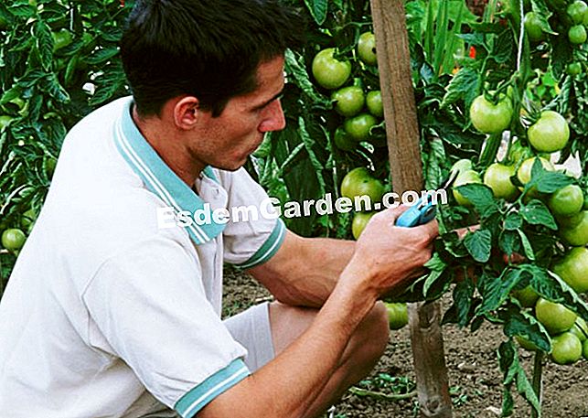 Untuk membersihkan tomato itu - (untuk) Untuk membersihkan tomato itu