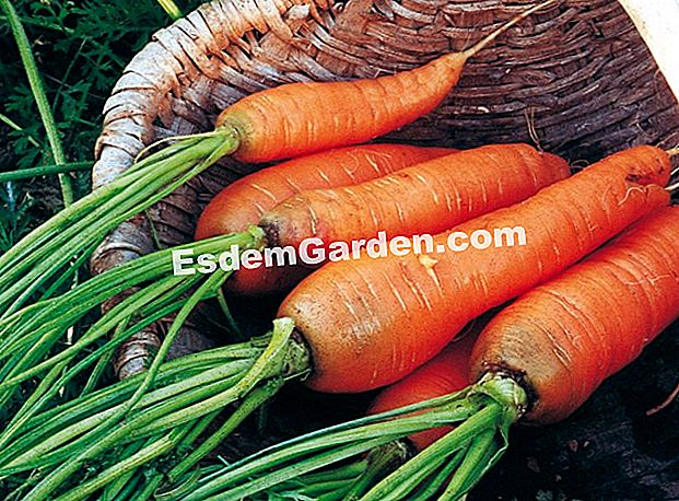 Teeltvel: wortel (Daucus carotta)
