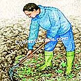 Sediakan tanah asparagus - (anda) Menghapuskan rumpai