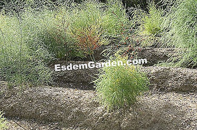 Sediakan tanah asparagus - (asparagus) F.Marre - EsdemGarden - Saint John of Beauregard