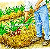Schützen und ernten den Winterlauch - (haben) EsdemGarden