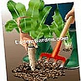 Sradicamento e costringendo la cicoria Witloof - (sradicamento) Forzare cicoria: raccolta ed estrarre Witloof cicoria con le loro radici