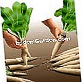 Sradicamento e costringendo la cicoria Witloof - (radici) cicoria Forzare: selezionare Witloof cicoria