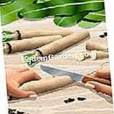Sradicamento e costringendo la cicoria Witloof - (sradicamento) cicoria Forzare: Abito cicoria