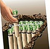 Sradicamento e costringendo la cicoria Witloof - (radici) Forzare la cicoria terra