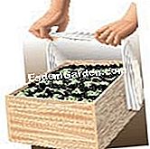 Sradicamento e costringendo la cicoria Witloof - (costringendo) Forzare endives Acquista