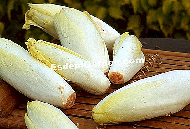 Sradicamento e costringendo la cicoria Witloof - (cicoria) Cicoria: Cicoria Witloof dopo la forzatura