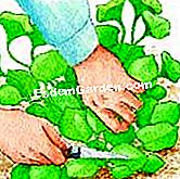 Tuai claytone Cuba - (tuai) Potong daun