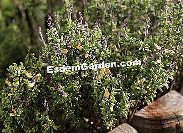 Putaran budaya: thyme - (thyme) thyme