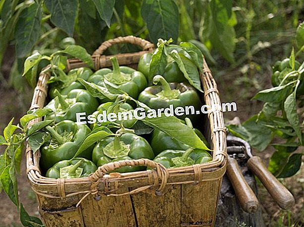 Rotación de cultivos: pimienta - (rotación) Cosecha de pimientos