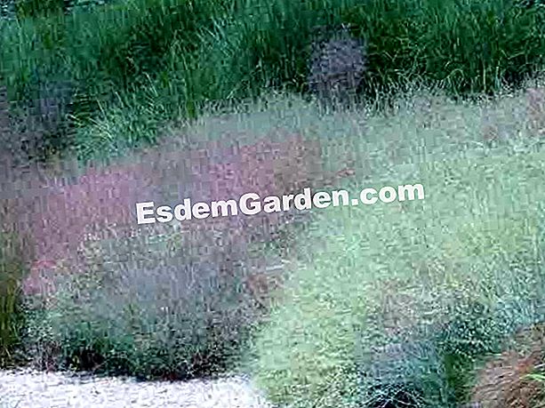 Rumex induratus, warna kemerah-merahan cahaya seperti rumput - (Rumex) Massif Rumex induratus di taman-taman Clos du Coudray (76)