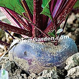Program benih sayur musim bunga dan musim panas - (benih) Beetroot