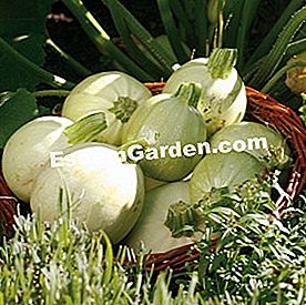 Program benih sayur musim bunga dan musim panas - (program) Zucchini itu
