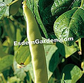 Program benih sayur musim bunga dan musim panas - (bunga) Kacang