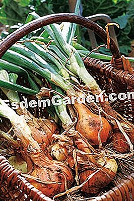 Program benih sayur musim bunga dan musim panas - (panas) bawang