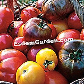 Program benih sayur musim bunga dan musim panas - (panas) Tomato