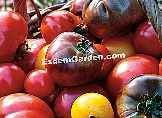 Program benih sayur musim bunga dan musim panas - (bunga) Merancang penanaman sayur-sayuran musim bunga dan musim panas