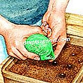 Campurkan selasih di bawah penutup - (penutup) Menyemai benih basil