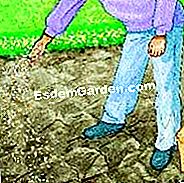 Semina il fagiolo - (semi) Preparare il terreno