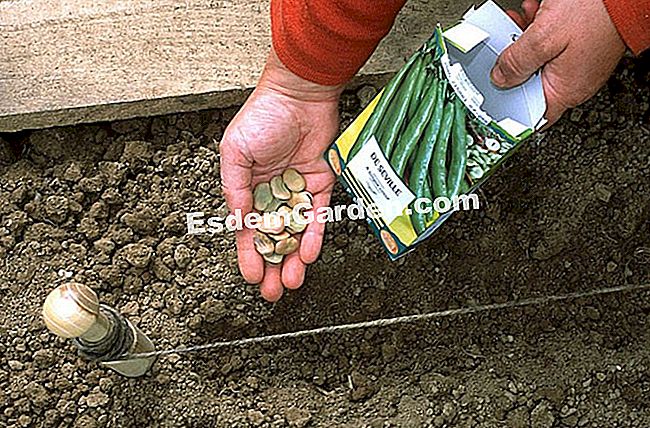 Semina il fagiolo - (fagiolo) Semina il fagiolo
