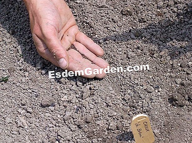 Sau den Kohl 'De Bremen' - (Boden) F.Marry - EsdemGarden - Hubert Fontaine Garten