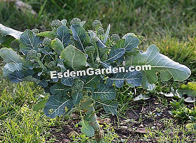 Semănați varza de broccoli