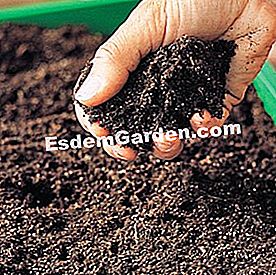 Menumbuh pucuk musim bunga - (bunga) Taburkan dengan tanah pot