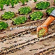 Sow chicory Itali - (untuk) Lukis pangkat