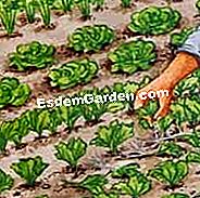 Sow chicory Itali - (itali) Air dan meringankan