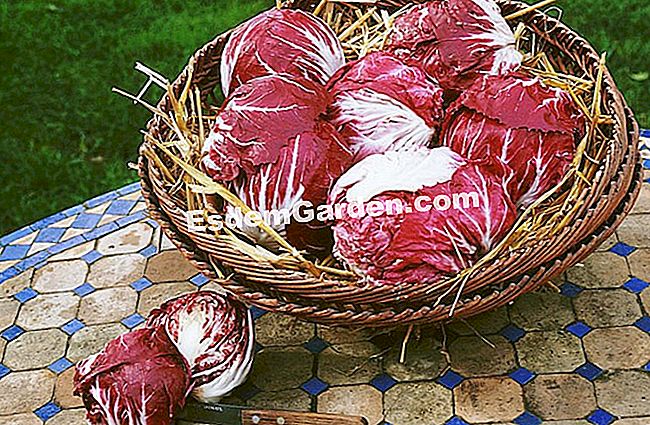 Sow chicory Itali - (itali) F.Marre - EsdemGarden - The Pinard Wood - Marie Marcat