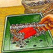 Menyeduh kubis Cina - (kubis) Menanam kubis Cina dalam kotak