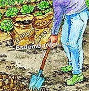 Semina la creta di Cuba - (rastrello) Preparare il terreno