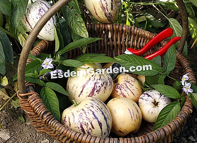 Semănați pepene verde - (cald) Pepene pepene, sau pepino