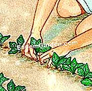 Menyemai bayam - (musim) meringankan
